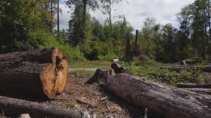 Best Stump Grinding and Removal  in Colton, CA