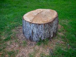 Best Firewood Processing and Delivery  in Colton, CA