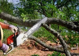 How Our Tree Care Process Works  in  Colton, CA