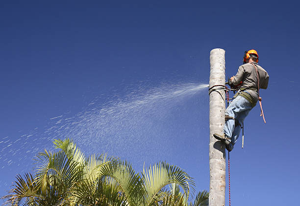 Best Tree Health Inspection  in Colton, CA