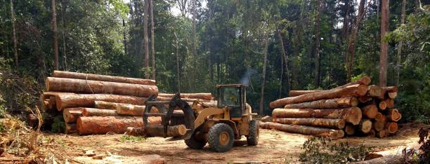 Professional Tree Care in Colton, CA
