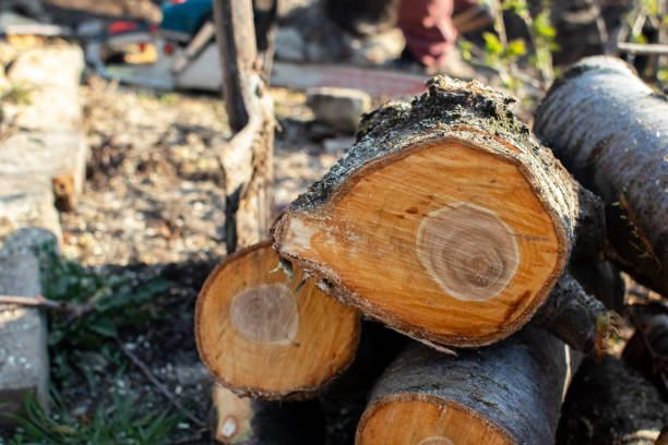 Best Arborist Consultation Services  in Colton, CA