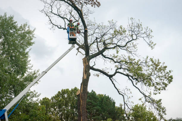 Best Root Management and Removal  in Colton, CA