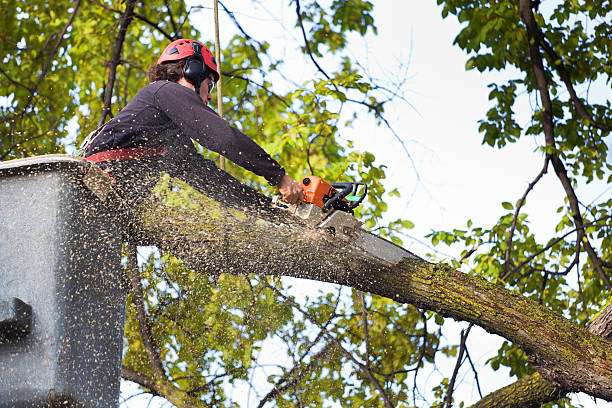 Mulching Services in Colton, CA