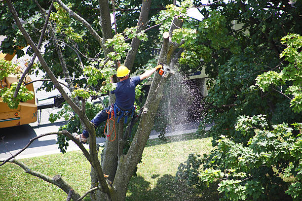 Best Hazardous Tree Removal  in Colton, CA