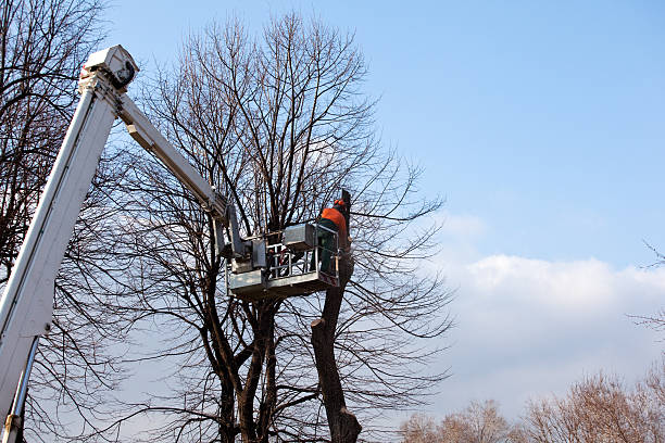 Best Utility Line Clearance  in Colton, CA