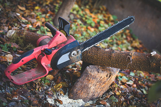 Best Fruit Tree Pruning  in Colton, CA