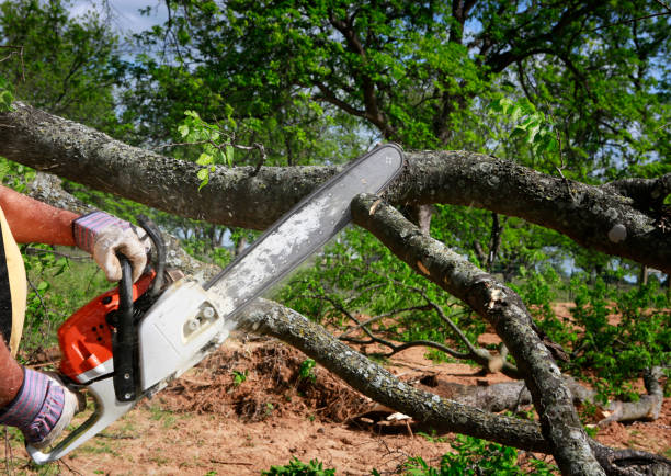 Best Lot and Land Clearing  in Colton, CA